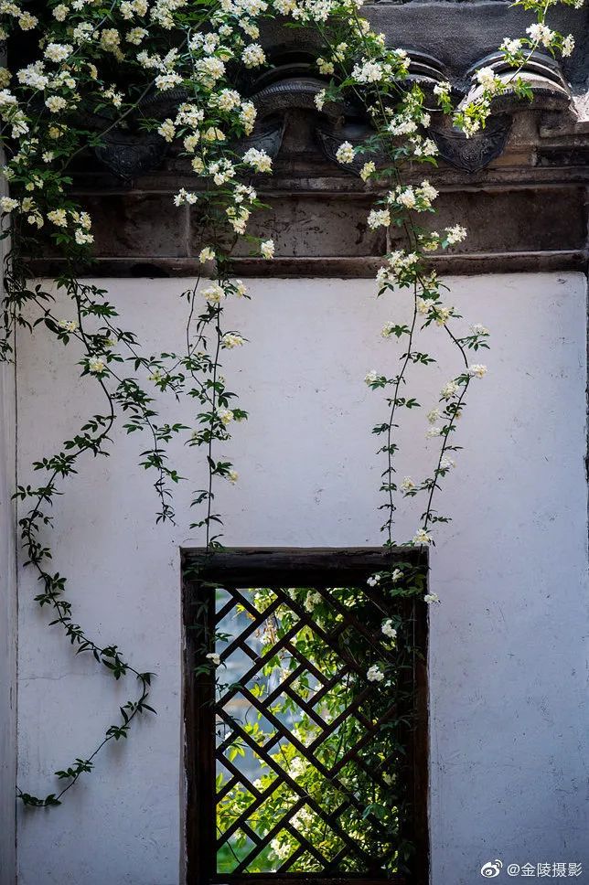花漾秦淮|最是一年春好处，木香盛放醉秦淮