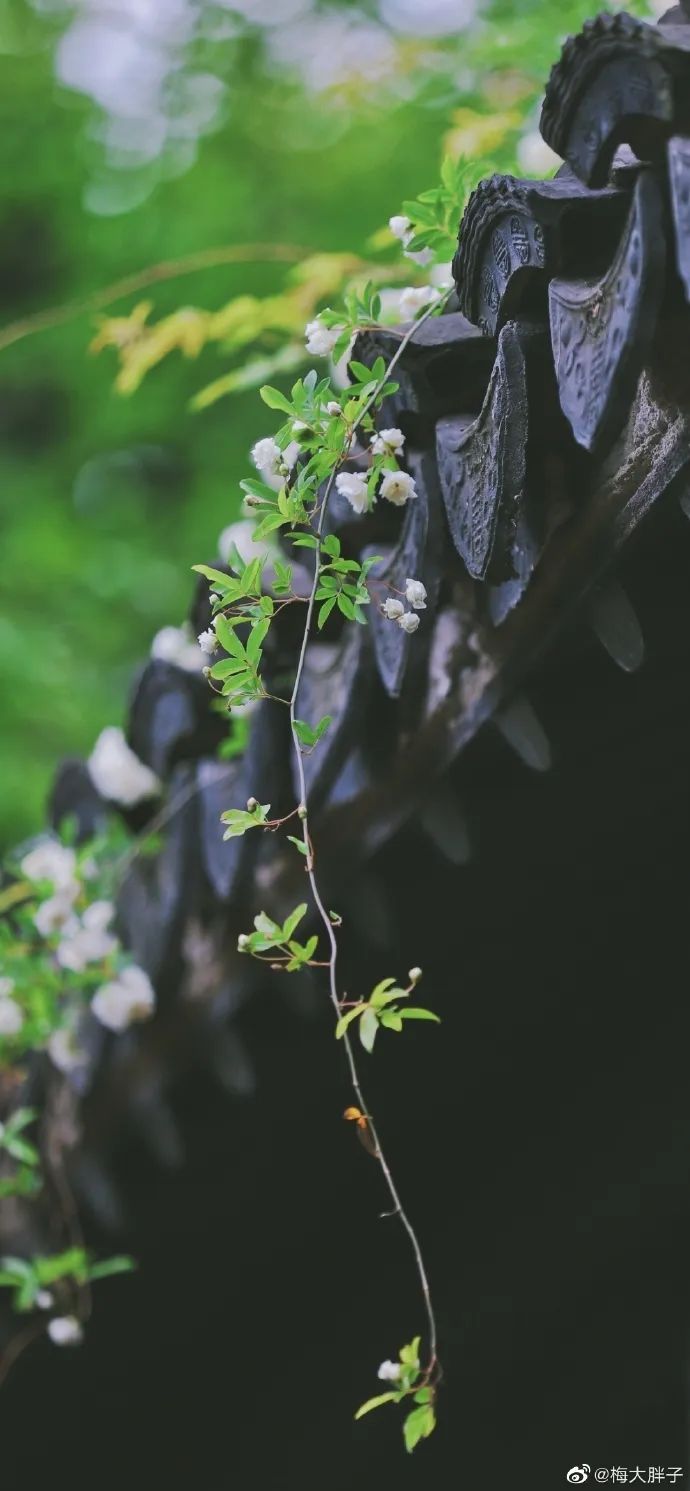 花漾秦淮|最是一年春好处，木香盛放醉秦淮