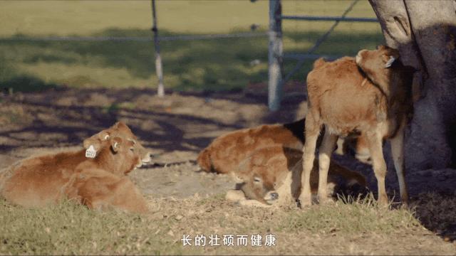 纯牛奶和脱脂高钙奶哪个补钙好点,中年人补钙奶粉全脂好还是脱脂好