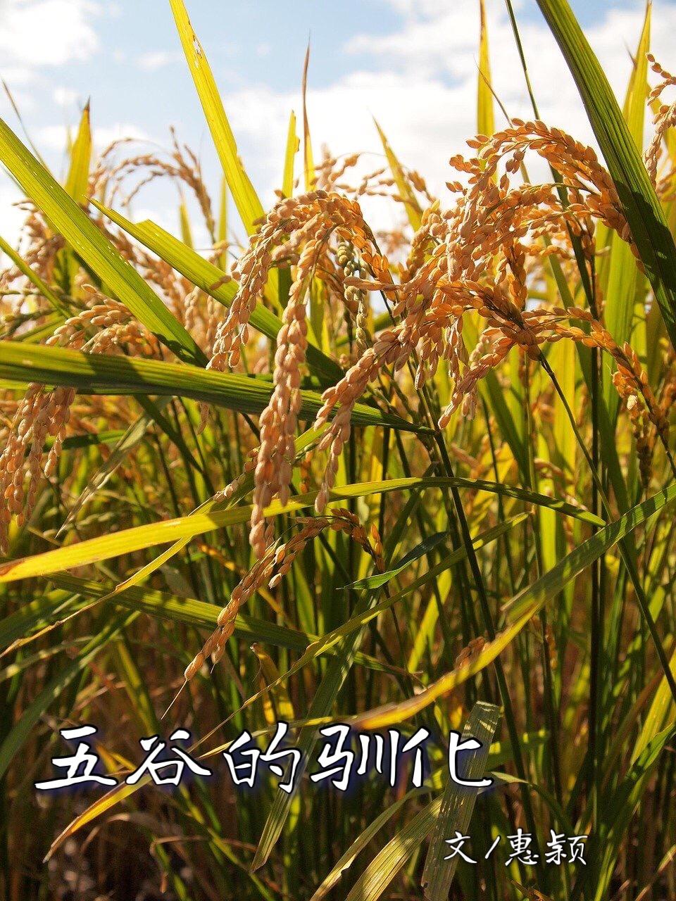 五谷是什么,五谷是什么粮食组成的