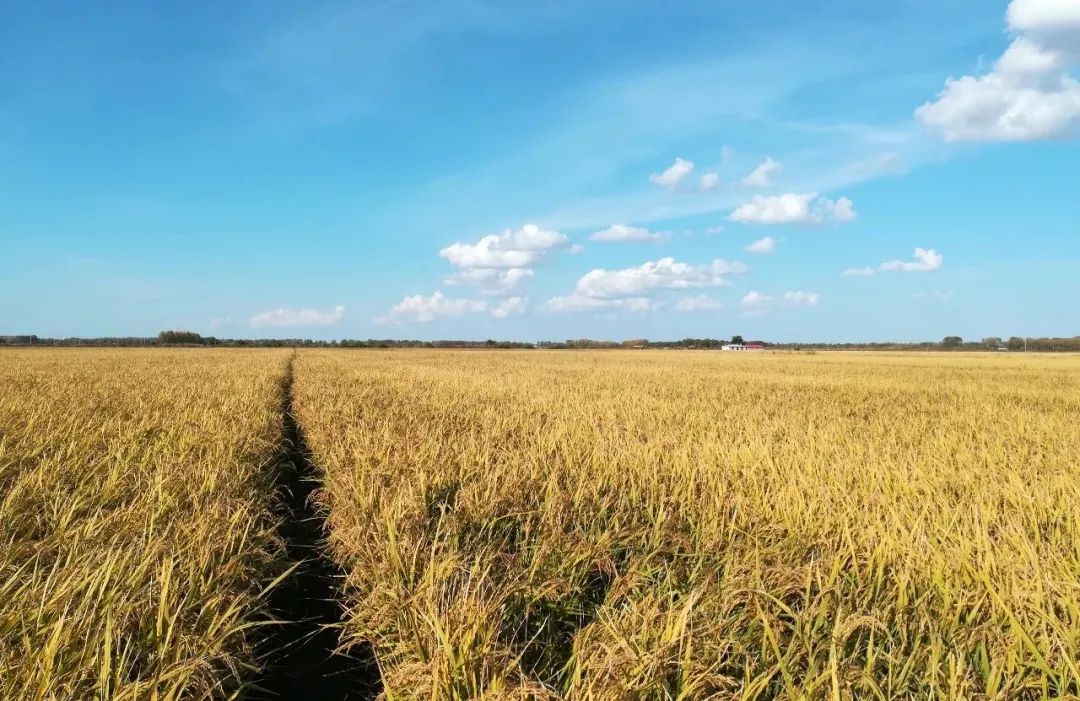 五谷是什么分别指哪些,五谷是什么