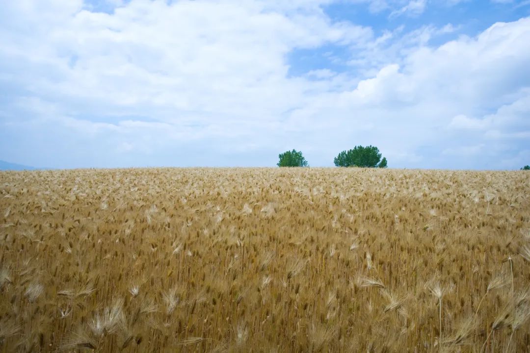 五谷是什么分别指哪些,五谷是什么