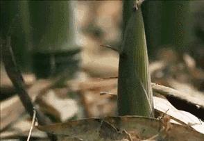 春笋为什么伤胃,春笋伤胃怎么处理