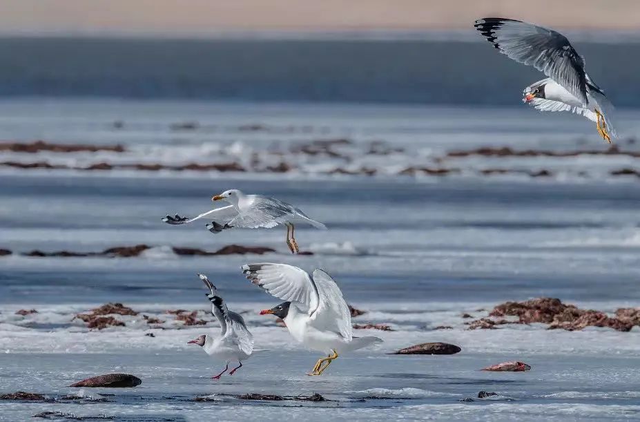 航拍阿坝农村视频,阿坝风景全景视频