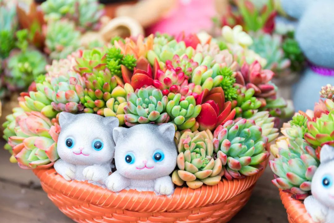 重庆最大的花市需要门票么,重庆最大的花市怎么走