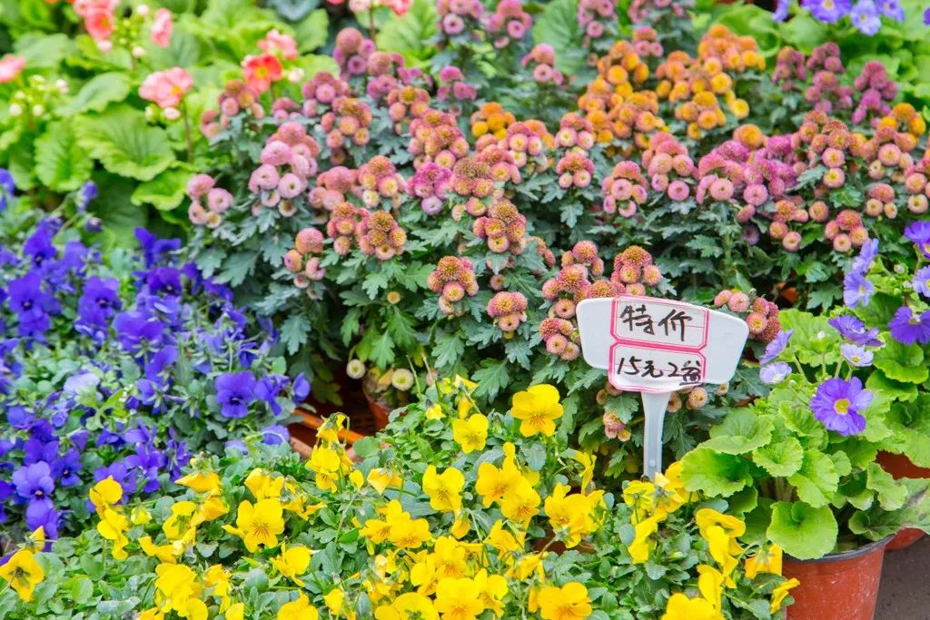 重庆最大的花市需要门票么,重庆最大的花市怎么走