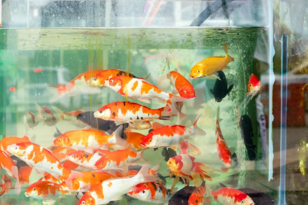 重庆最大的花市需要门票么,重庆最大的花市怎么走