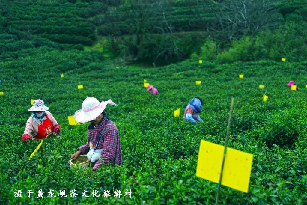 踏青江宁,南京江宁踏青赏花好去处
