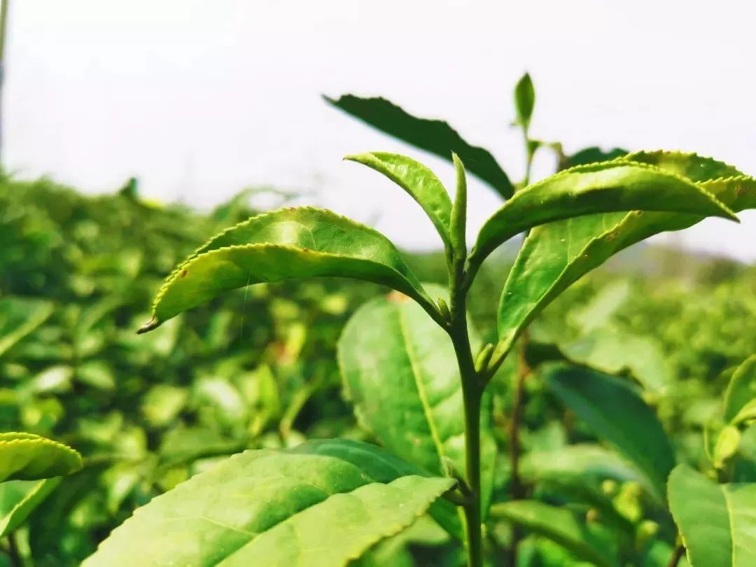 踏青江宁,南京江宁踏青赏花好去处