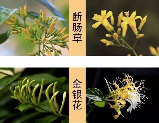 路边常见的野菜野草功效,野草野菜过了春季还能吃吗