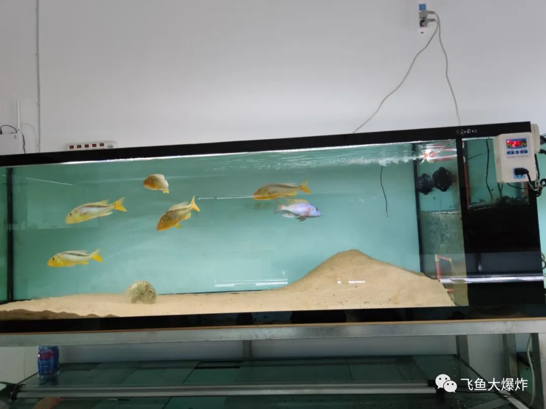 2020慈鲷筑巢大赛~非洲三湖沙雕艺术家的盛宴