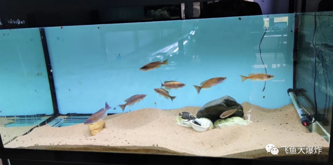 2020慈鲷筑巢大赛~非洲三湖沙雕艺术家的盛宴