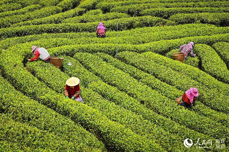 快看！满山“绿色金子”