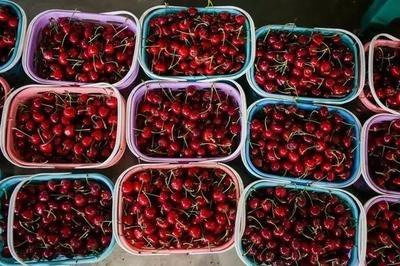 “樱”“唯”有你！五月，让我们相约在铜川的樱桃园