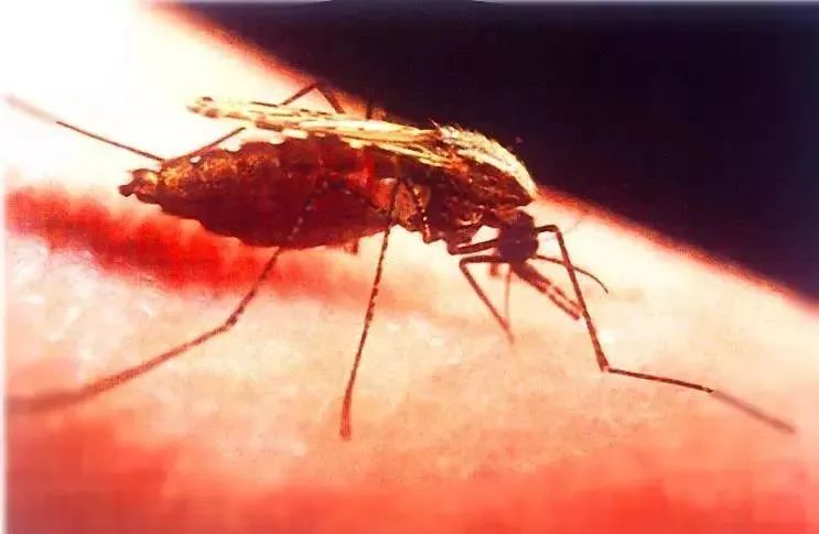 疟疾与新冠区别,消除疟疾控新冠