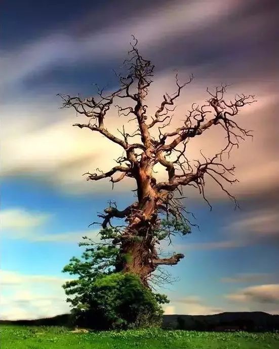 30缸一棵莫斯树造景,莫斯树和丹麦红玫瑰造景