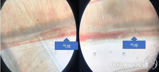 黄颡鱼暴死,黄颡鱼有零星死亡怎么回事