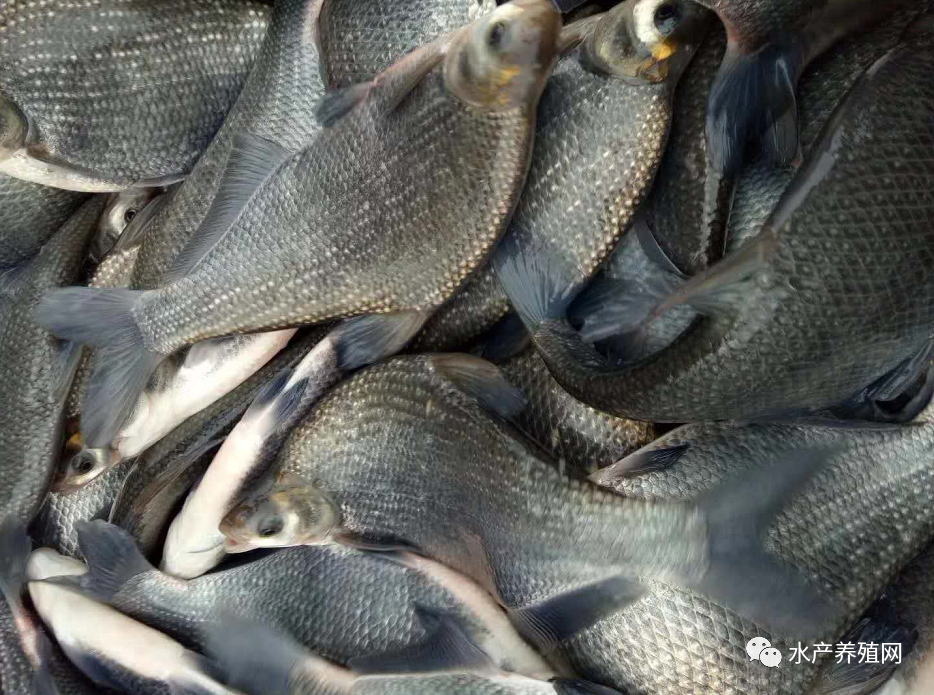 小草鱼价格会上涨吗,小草鱼价格行情最新