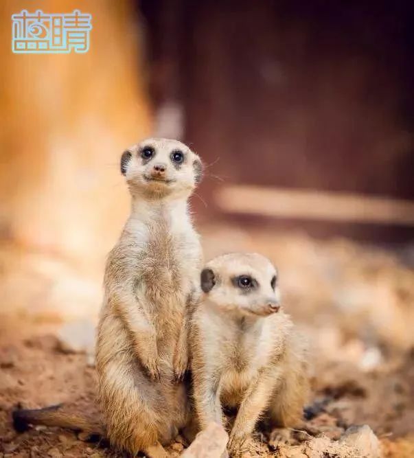 青岛市开发区五一假期,青岛小长假旅游