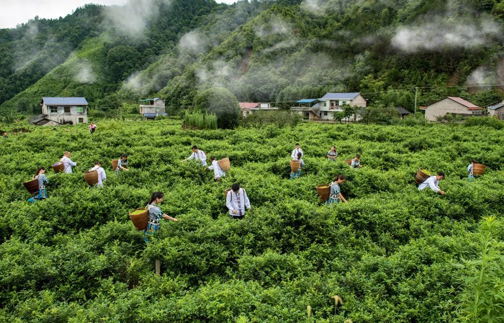 “气候好产品”第三弹：舌尖上的气候密码