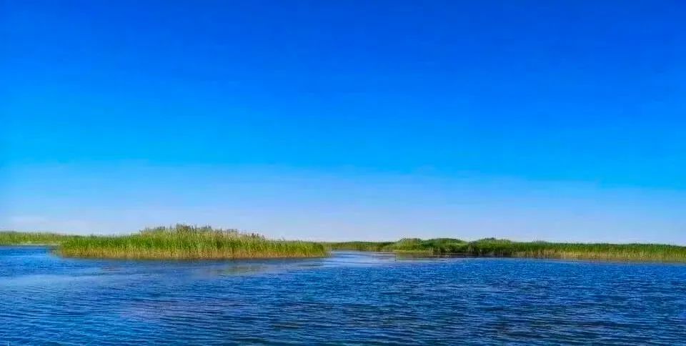 干掉千年沙漠,千年沙漠种树有多厉害