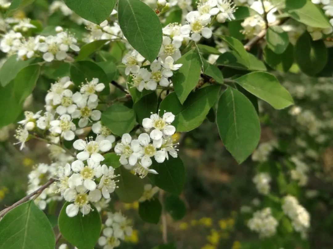 绿道科普展,绿道科普看初夏街头满目芳菲
