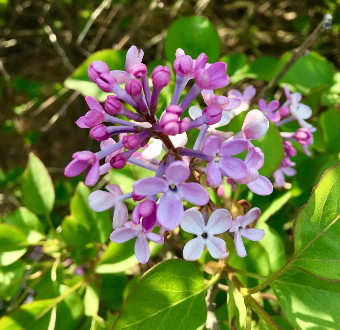 绿道科普展,绿道科普看初夏街头满目芳菲