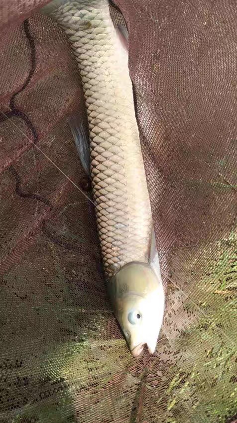 抛竿线组如何选择,抛竿钓鲢鳙怎样抛竿正确视频教程