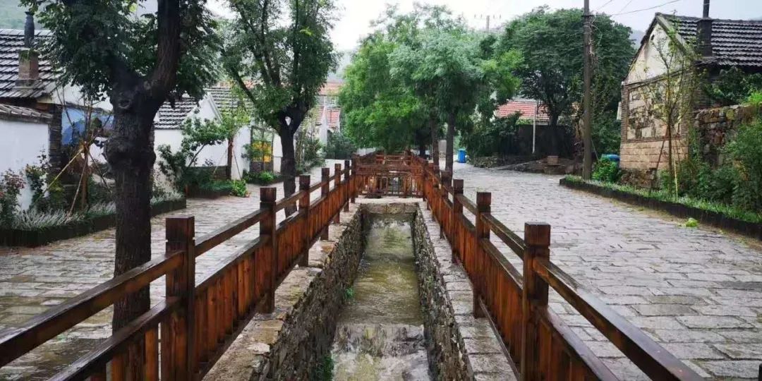 樱桃熟了五一好去处,采摘樱桃好去处五莲