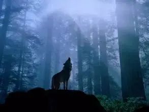 狼的五十句格言！,太经典了）