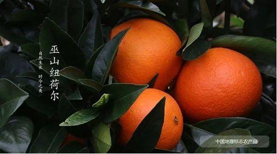 山海一家亲,共品巫山味!巫山农产品线上特卖会今儿“开市”