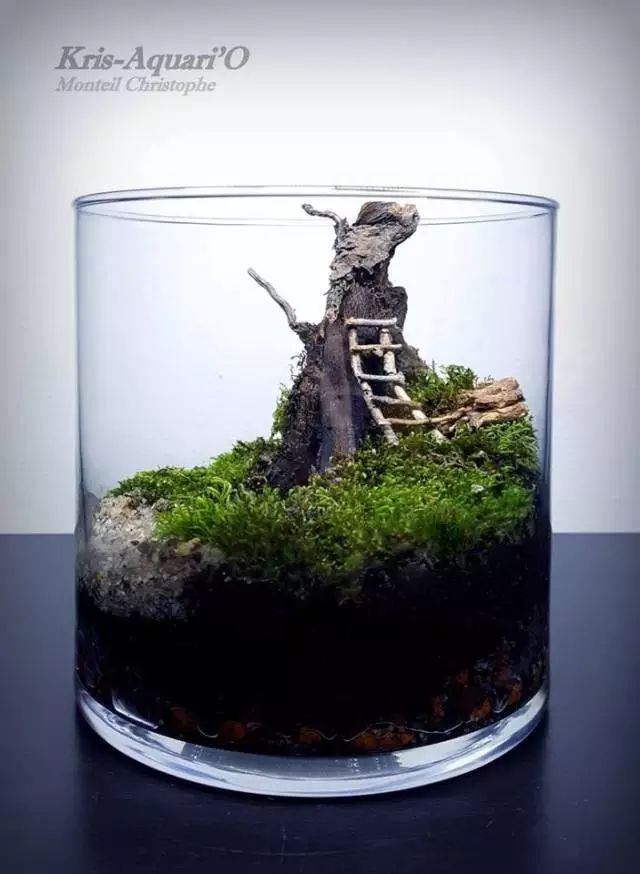 胶囊微景观,胶囊景观