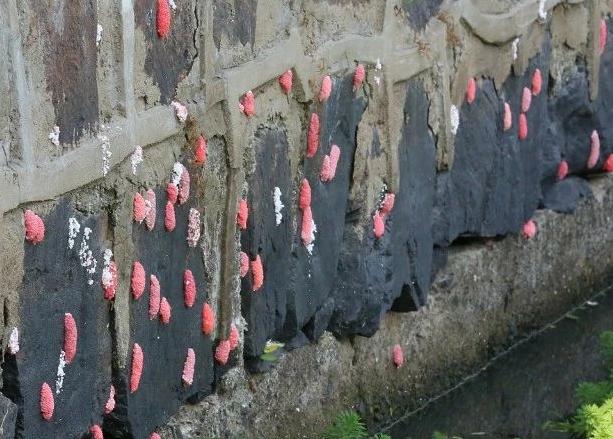 这6种食物或是寄生虫的重灾区,有哪些寄生虫会致命