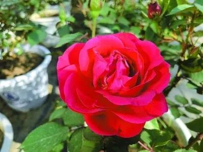 市花月季介绍,月季花在中国几个城市被选作市花