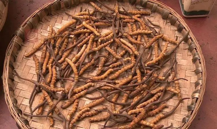 野生新虫草上市,新鲜货虫草