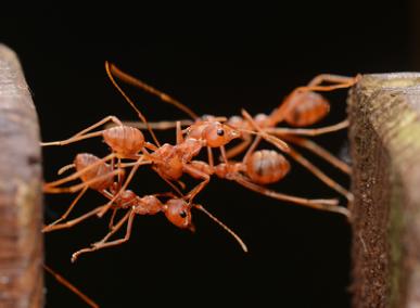 揭开令人厌恶的面纱,它们竟是治愈系的小精灵