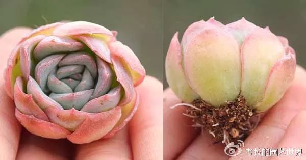 那些年被肉友爱过且脸盲过的月影系！你都有吗？