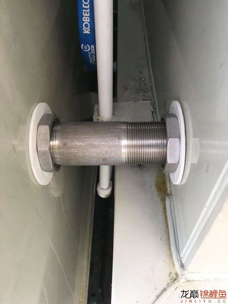 迷上鲤鱼精，露台安家2.5立方锦鲤池，生活设施一应俱全