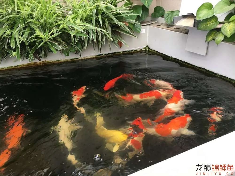 迷上鲤鱼精，露台安家2.5立方锦鲤池，生活设施一应俱全