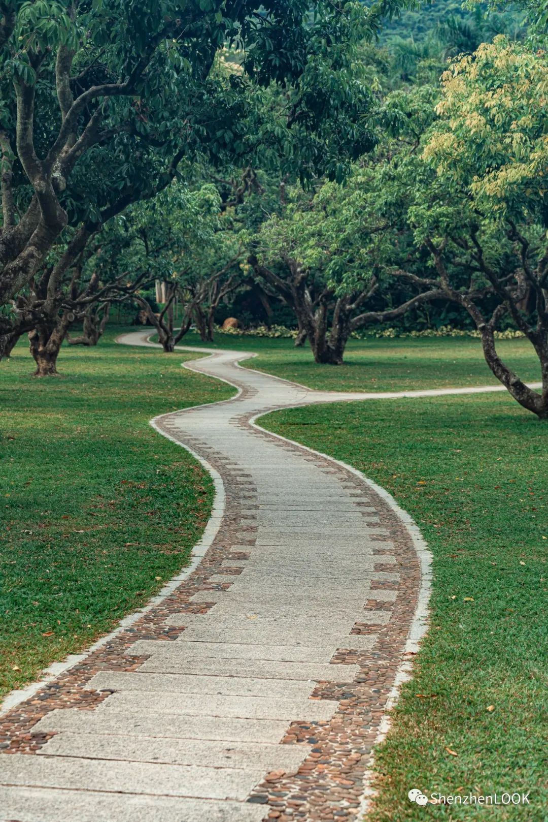 look这是什么牌子的包包,严浩翔说look这是tnt什么舞台