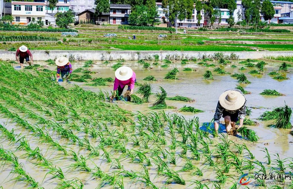 你妈叫你回家插秧了原版,你妈喊你回家插秧的图片