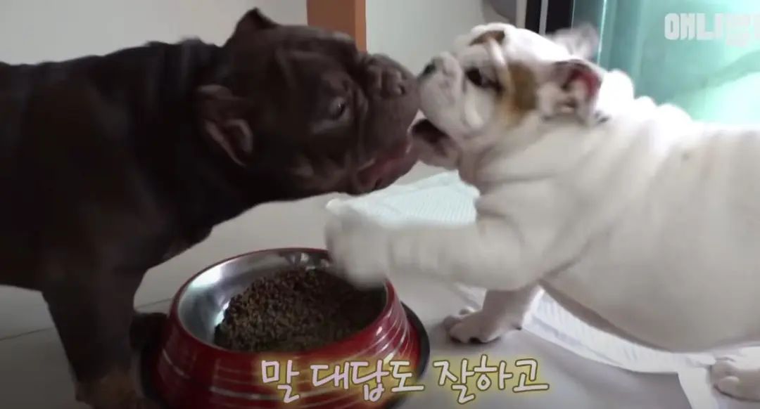 小奶狗怎么越吃越瘦是什么原因,小奶狗太瘦如何快速长胖