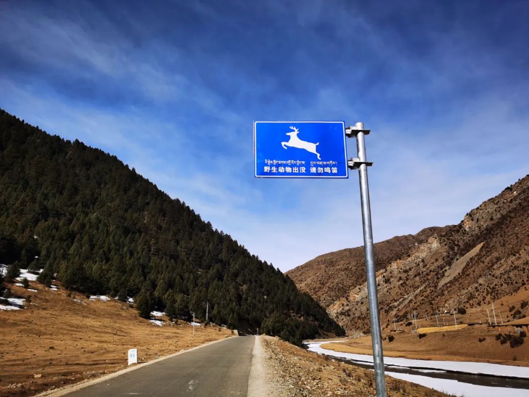 闈掕棌楂樺師涓婄殑椹箍,楂樺師涓婄殑椹箍