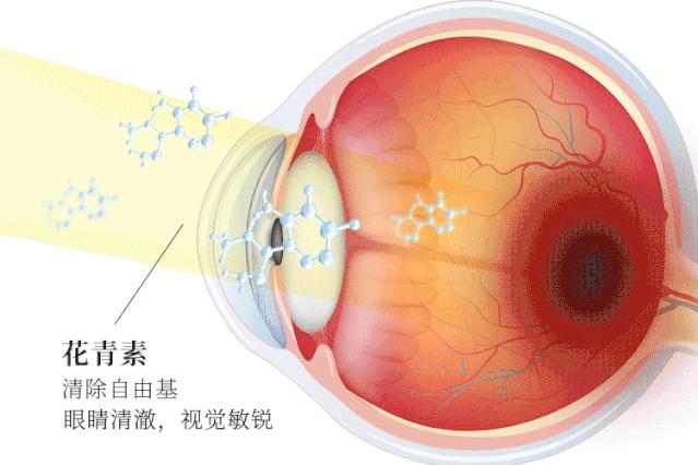 日本眼科协会力荐的“蓝光过滤器”,每天2粒,眼干眼涩眼疲劳都拜拜