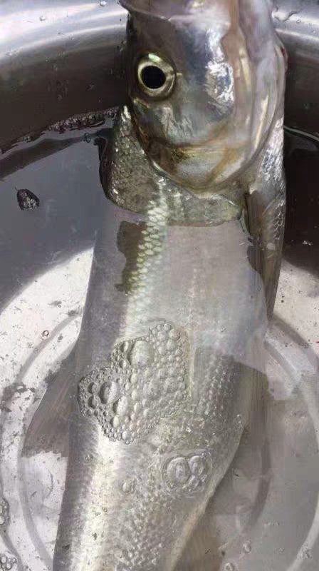 上鱼是什么体验,上鱼必备品榜单是什么意思