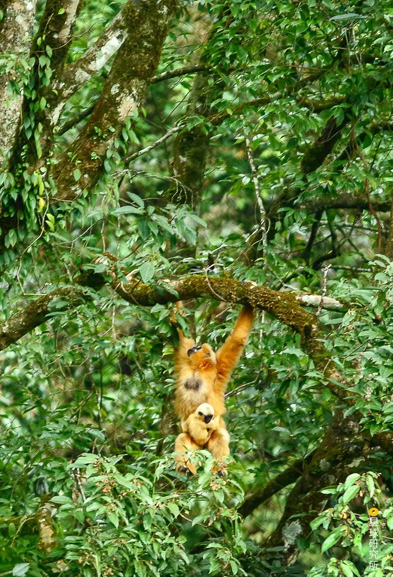 云南红河景色迷人,云南红河州哪些地方自然风光美