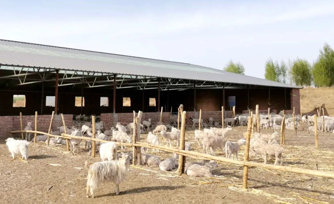 基层党建引领三农,基层党建先锋村