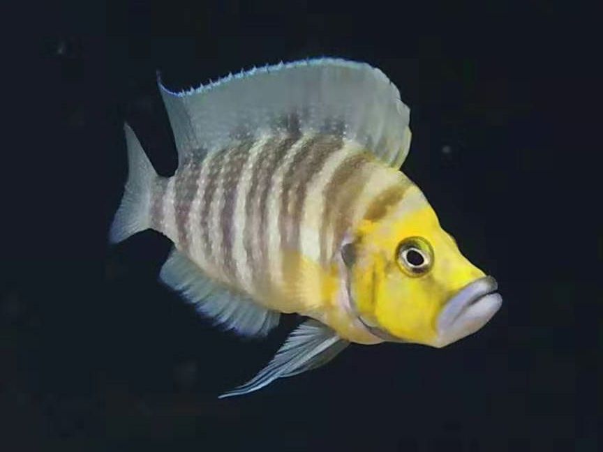 坦干喀伊湖纪录片全集,坦干伊喀湖图片