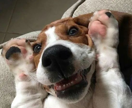 狗为什么改不了食屎的习惯,狗改不了食屎的习惯怎么办