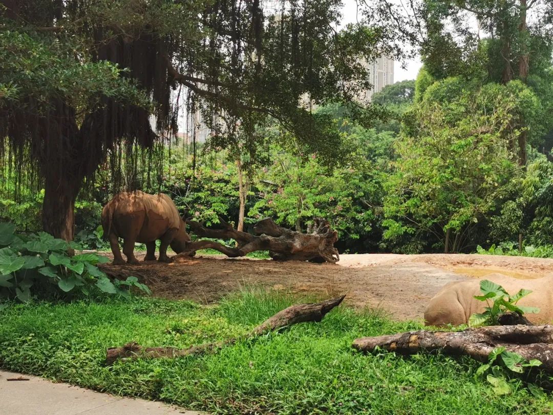 广州长隆野生动物世界何时建成,广州长隆野生动物园有白狮